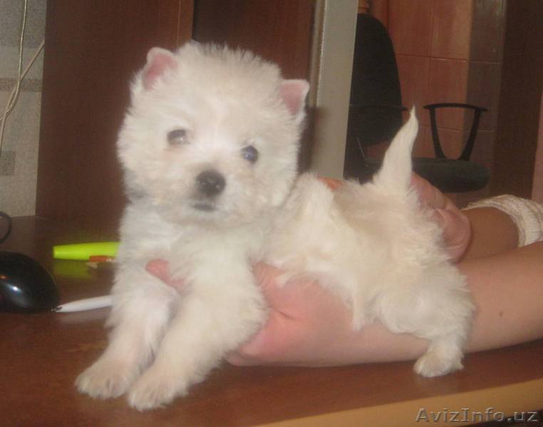 Вест хайленд уайт терьера очаровательные щенки - Изображение #1, Объявление #4591