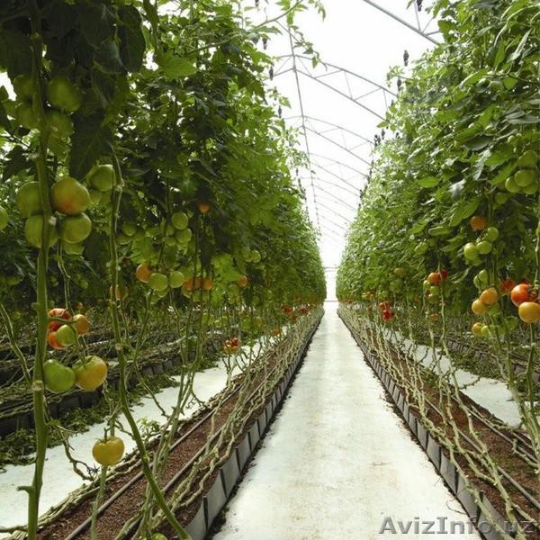 Автоматические системы полива теплиц и открытого грунта. - Изображение #1, Объявление #12039