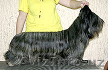 Скай терьера щенки - Изображение #1, Объявление #60664