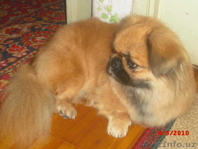 Красивая собачка - Изображение #1, Объявление #75832