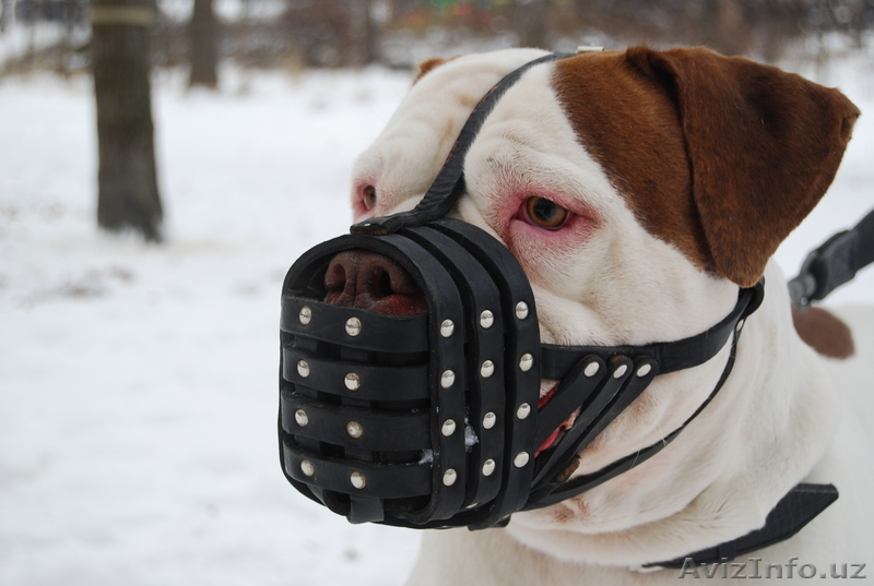 Американский бульдог, случка - Изображение #1, Объявление #75686