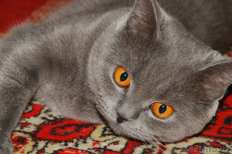 Британский голубой - Изображение #1, Объявление #72471