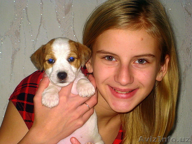 Джек рассел терьера щенки - Изображение #1, Объявление #129136