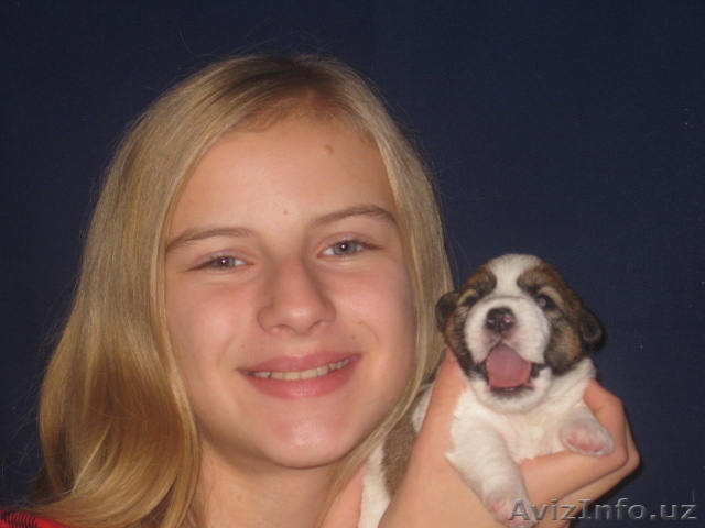 Высокопородные щенки Джек рассел терьера! - Изображение #1, Объявление #144486