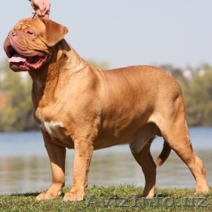 Щенки Бордоского дога - Изображение #1, Объявление #160790