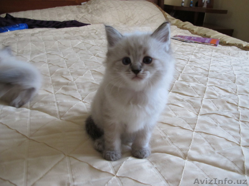 Котята невские маскарадные - Изображение #1, Объявление #174719