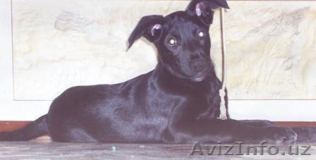 Отдаю щенка в хорошие руки - Изображение #1, Объявление #182818