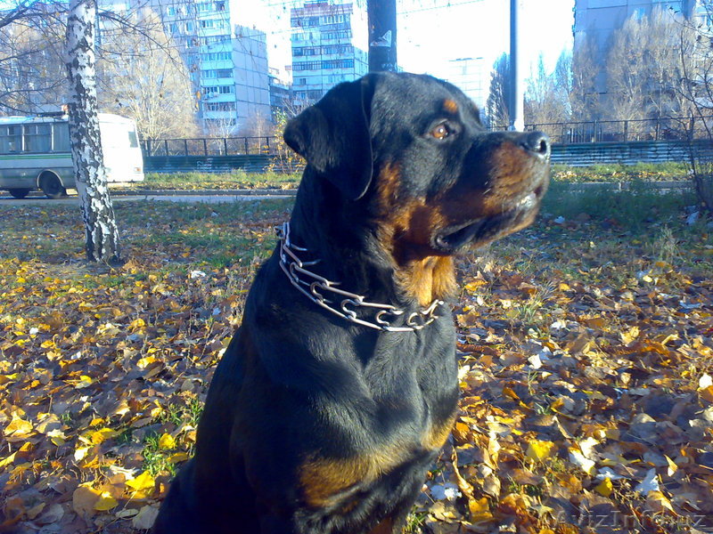 Щенок ротвейлера - Изображение #1, Объявление #194045