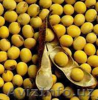 Продам СОЮ из КАЗАХСТАНА +38 093 594-10-79 с доставкой - Изображение #1, Объявление #190235