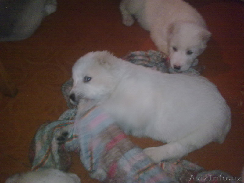 продаю щенков алабая  - Изображение #1, Объявление #216786