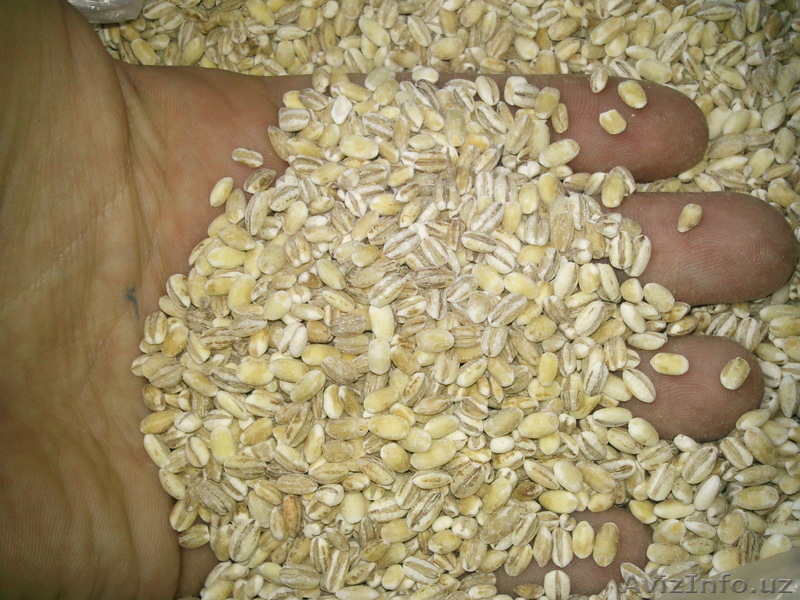 Крупа перловая  - Изображение #1, Объявление #232777