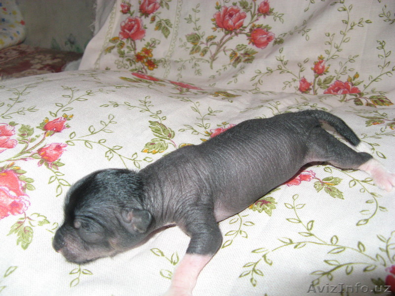 щенки китайской хохлатой собаки(голые) - Изображение #1, Объявление #224317