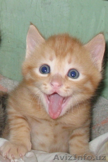 рыжий котёнок (мальчик) - Изображение #1, Объявление #220804