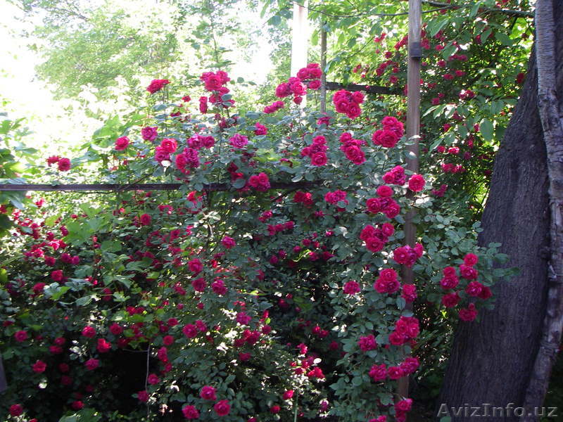 Участок-Дом Ташкент ПереулокСобира Рахимова и Уста Ширин (Район Чайхона Мискин). - Изображение #1, Объявление #224443