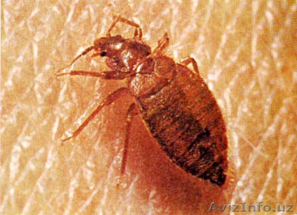 Дезинфекция и Обработка!! - Изображение #1, Объявление #255217