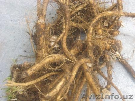 Ольга Беларусь Минск - Изображение #1, Объявление #265139