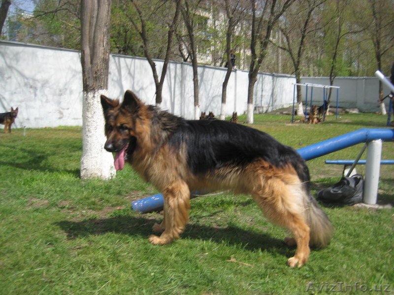 продаются элитные щенки немецкой овчарки от привозного кобеля-чемпиона Узбекиста - Изображение #1, Объявление #252229