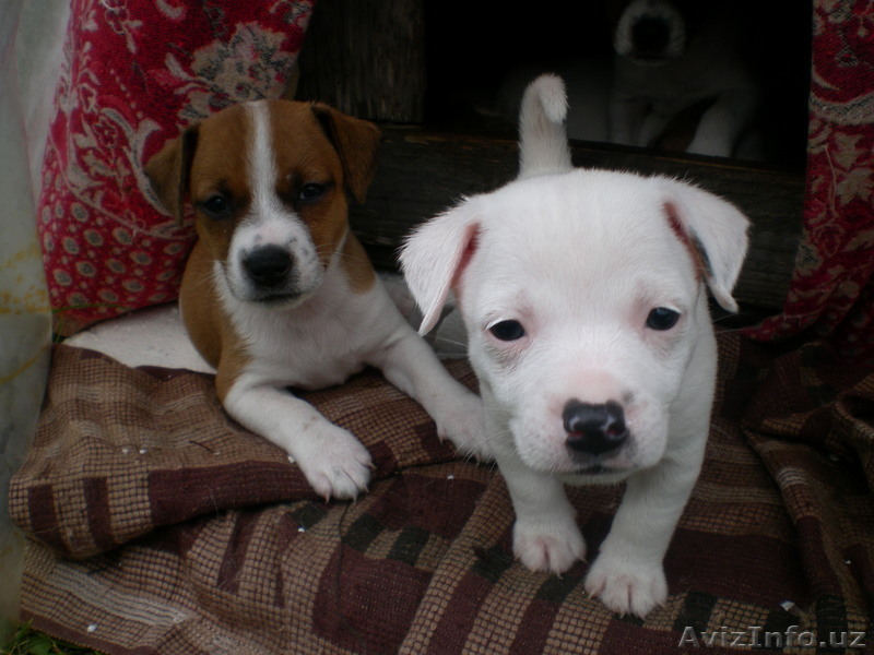 Dzek rasel,vipetai - Изображение #1, Объявление #323563