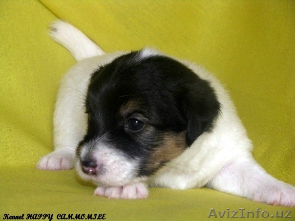 Джек рассел терьера щенки! - Изображение #1, Объявление #312413