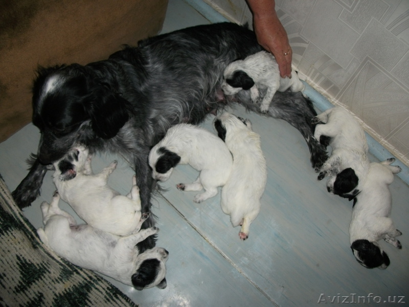 продам ласковых щенят - Изображение #1, Объявление #353421