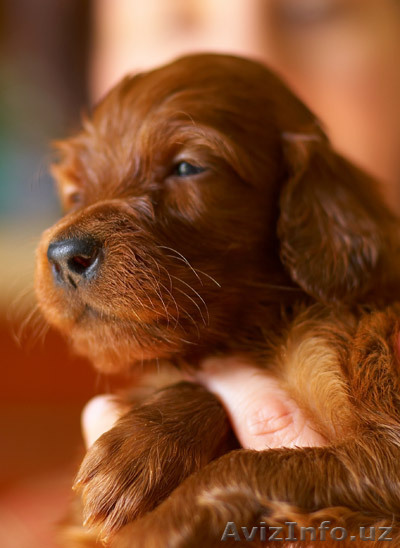 Щенки ирландского сеттера недорого - Изображение #1, Объявление #361698