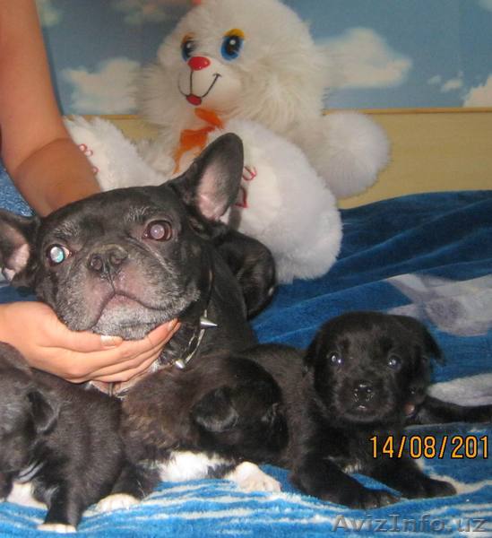 Французкий Бульдог - Изображение #1, Объявление #370576
