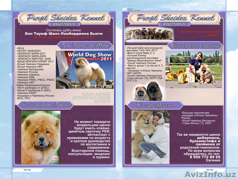 Щенки ЧАУ-ЧАУ от МУЛЬТИЧЕМПИОНА - Изображение #1, Объявление #420100