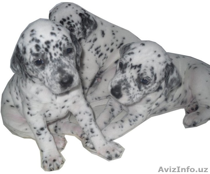 Срочно продаются щенки долматина - Изображение #1, Объявление #414656