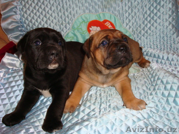 Кане-Корсо девочки шоу класса!!! - Изображение #1, Объявление #435308