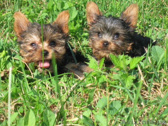 щенки йоркширского терьера - Изображение #1, Объявление #425756