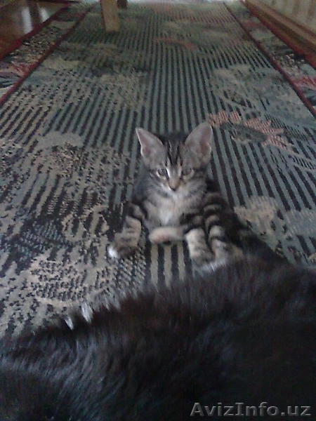 котята - подростки - Изображение #1, Объявление #431407