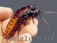 Дезинфекция, качественная обработка от насекомых  - Изображение #1, Объявление #484771