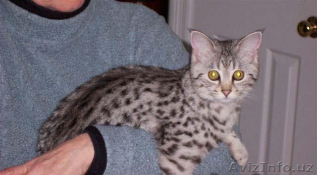 Саванна котята. - Изображение #1, Объявление #538590