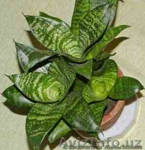 Сансивьера цветущая - Изображение #1, Объявление #550429