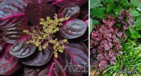 Ирезине (Iresine) - Изображение #1, Объявление #519564