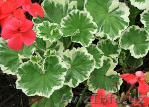 Пеларгония, герань - Изображение #1, Объявление #550432