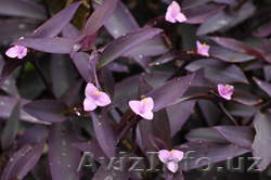 Сеткреазия  пурпурная  - Изображение #1, Объявление #550430