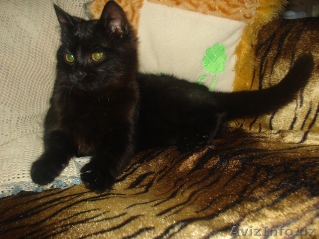 Отдадим котенка в хорошие руки. - Изображение #1, Объявление #565171