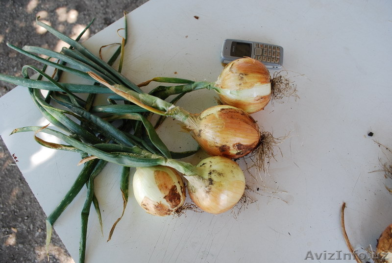 Семена озимого лука Эллан, от авторов сорта. - Изображение #1, Объявление #587953