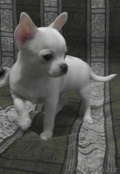 Продам клубных щенков чихуахуа - Изображение #1, Объявление #593249