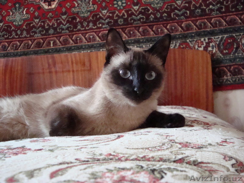 Пропала сиамская кошка - Изображение #1, Объявление #675319