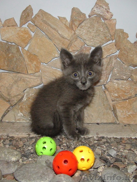 Отдам серого котенка только в хорошие руки!  - Изображение #1, Объявление #683776