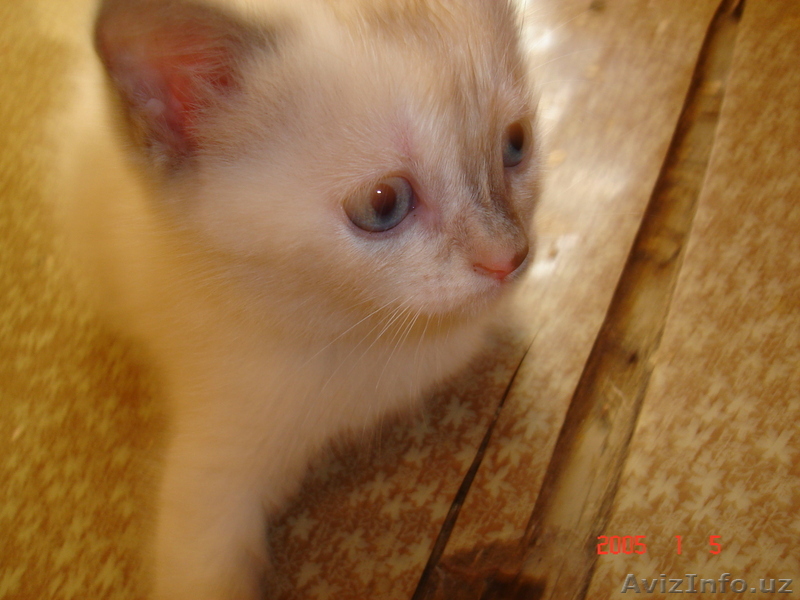 котята шотландские вислоухие и страйты  - Изображение #1, Объявление #720061