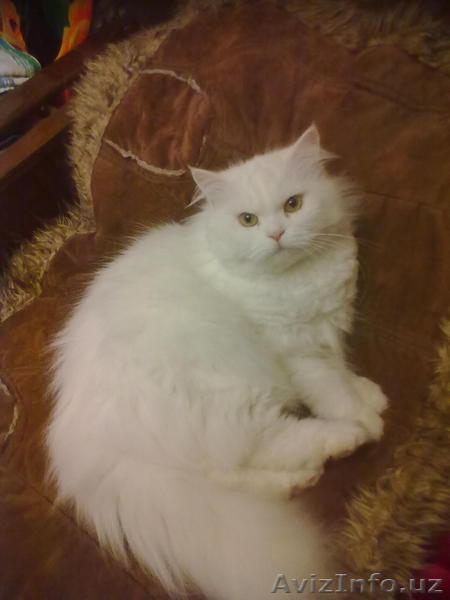 кошка ищет себе друга - Изображение #1, Объявление #777504