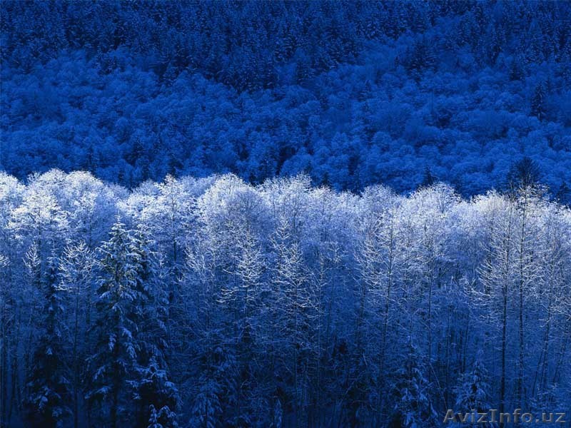 ПРОДАМ ДОМ В ТАШКЕНСКОИ ОБЛАСТИ - Изображение #1, Объявление #788732