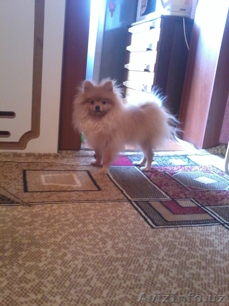 Продам немецкого шпица - Изображение #1, Объявление #865814