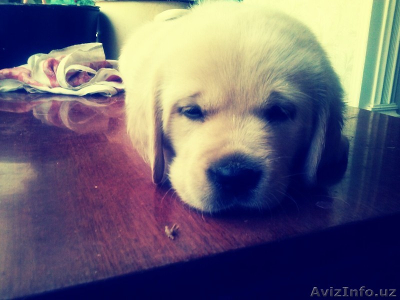 Элитные щенки лабрадора - Изображение #1, Объявление #891676