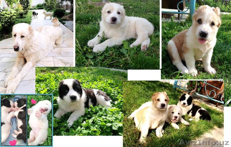 ЩЕНКИ АЛАБАЯ С РОДОСЛОВНОЙ! - Изображение #1, Объявление #887217