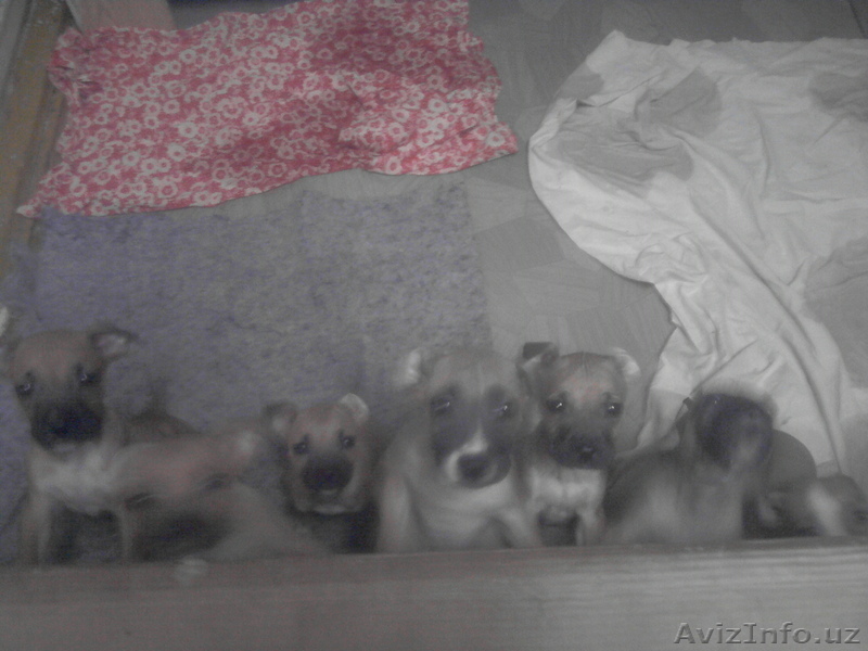 продаю щенков пидбуля - Изображение #1, Объявление #887506