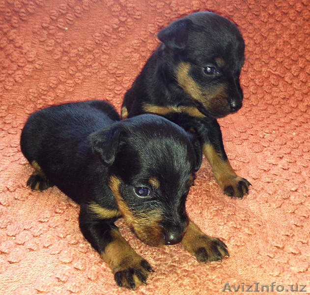 Продаю щенков Ягд Терьера.(две сучки)от рабочих родителей - Изображение #1, Объявление #897928